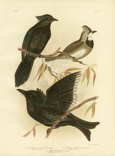 جولد مانوكود أو مانوكود البوق ، 1891 بواسطة جراسيوس بروينوفسكي